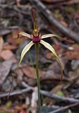 Caladenia oenochila Wine-lipped Spider-orchid1